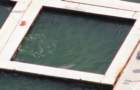 coronadosobaydolphinzoom_small.jpg