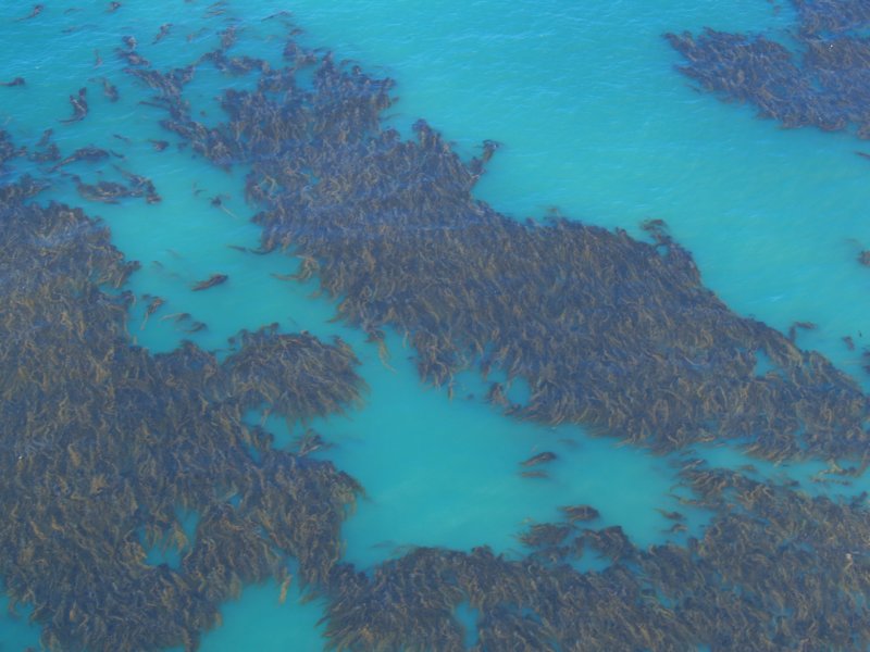 kelp2.jpg