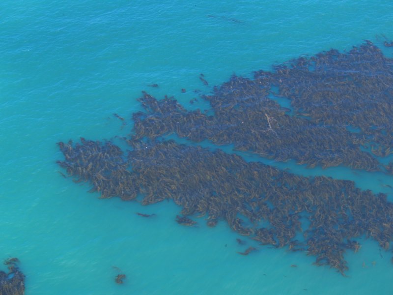 kelp3.jpg