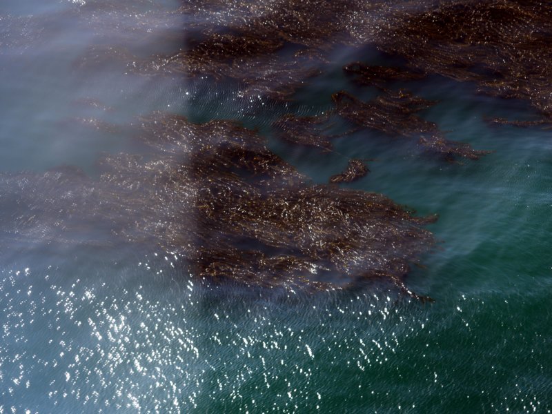 kelp4.jpg