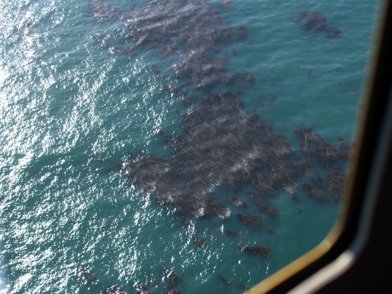 kelp5.jpg