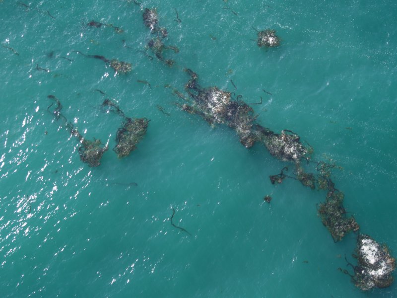 kelp6.jpg