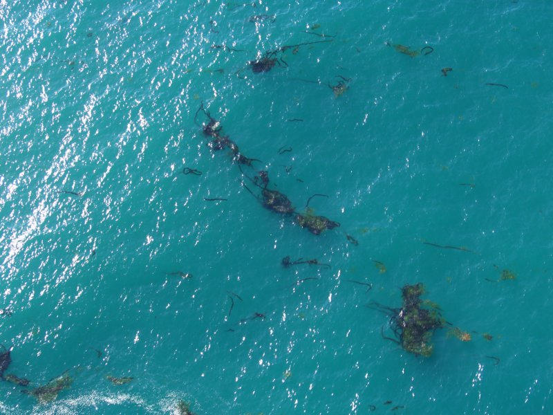 kelp7.jpg