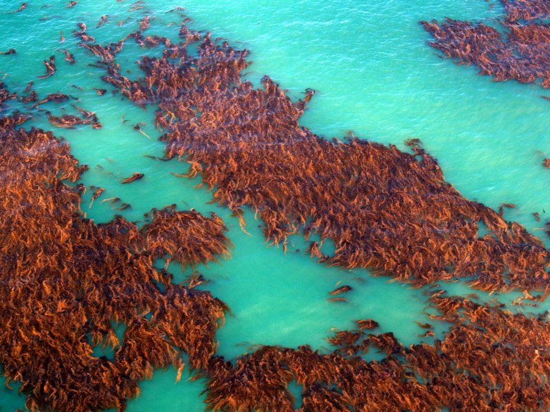 kelpcontrast.jpg