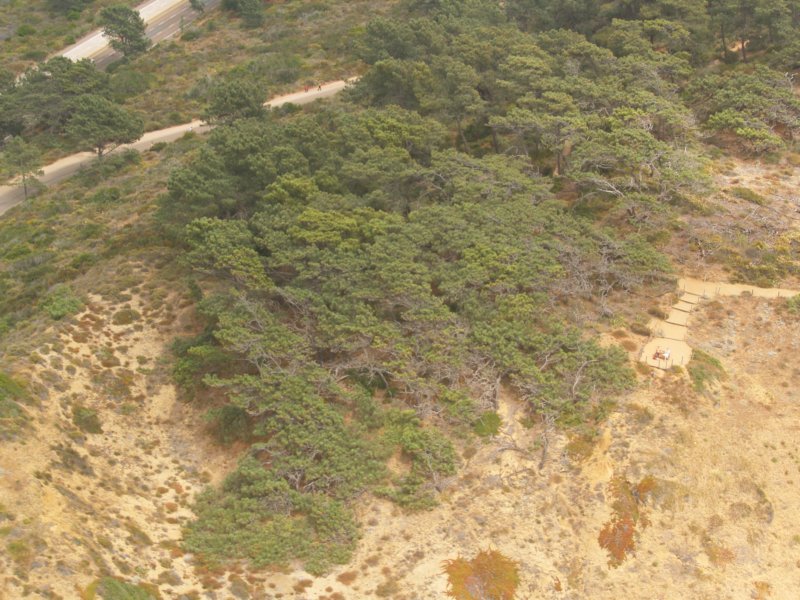 torreypines3.jpg