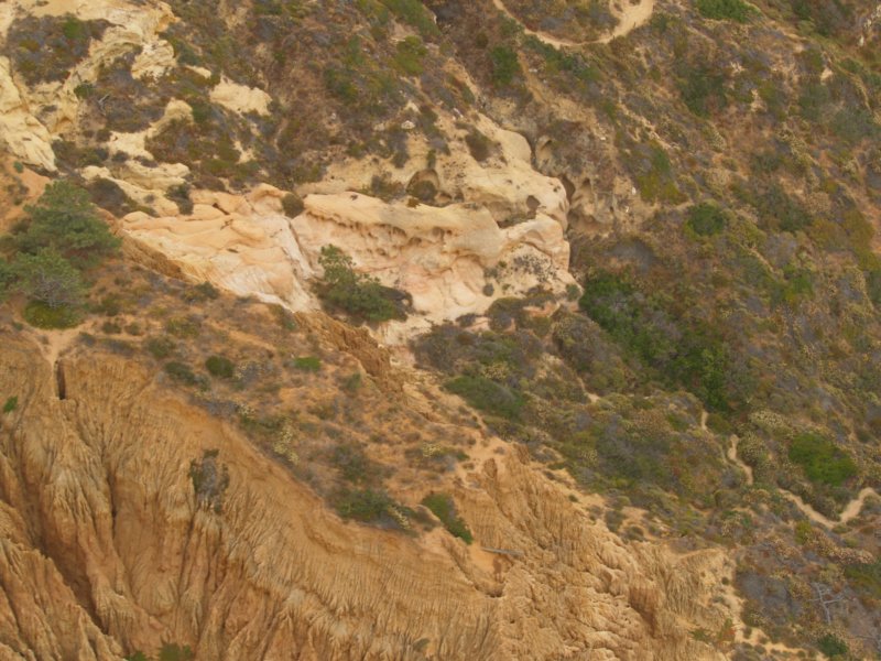 torreypines5.jpg