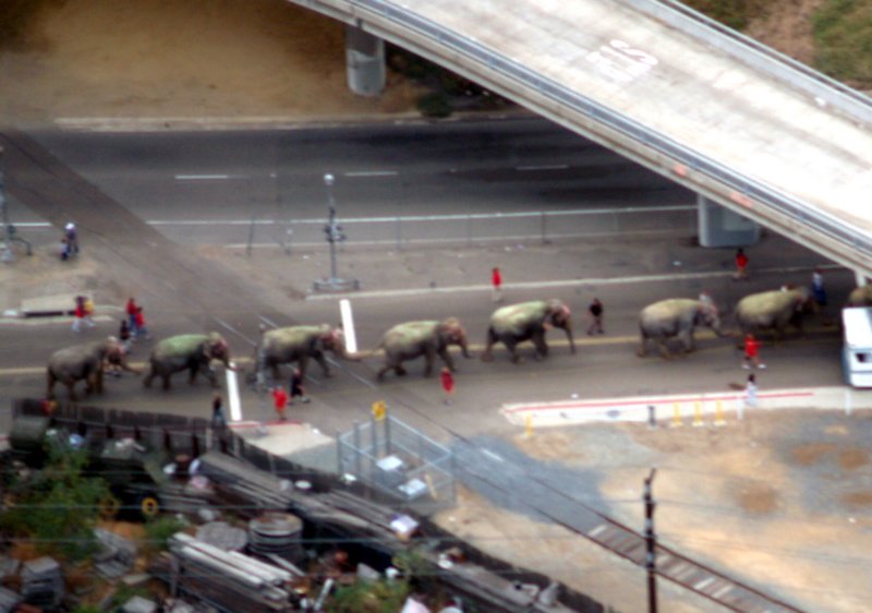 elephantsblur.jpg