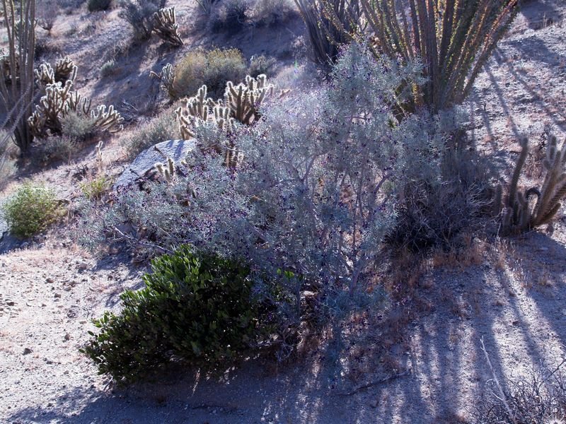 photo93.jpg