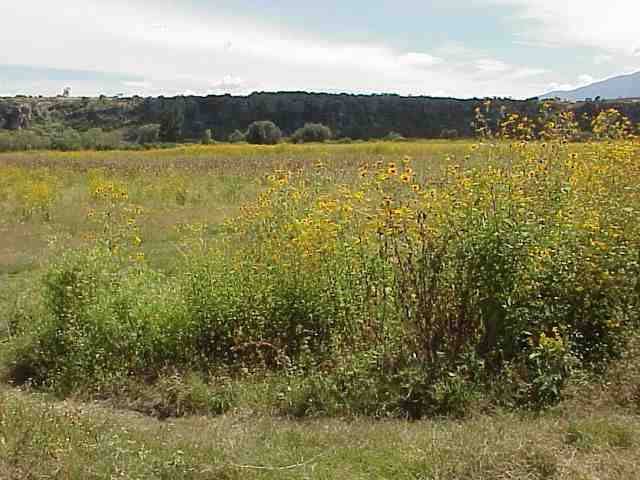 mvc424.jpg