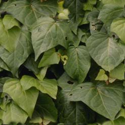 greanleaves2.jpg