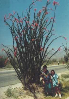 pk006a.jpg