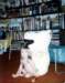 yheidihippo04422_small.jpg