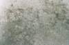 morrojune97_040b2_small.jpg