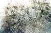morrojune97_040b3_small.jpg