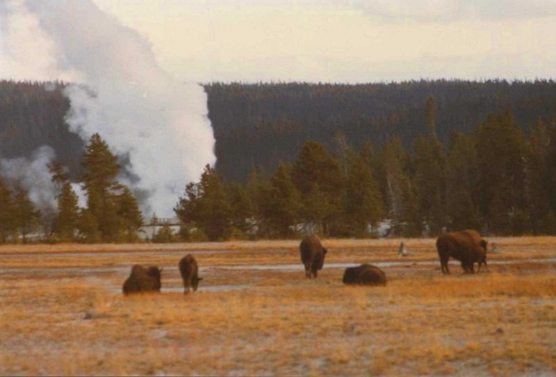 _bisoncloud800.jpg