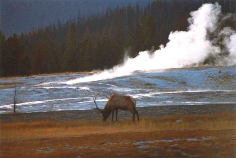 _wapiti800.jpg