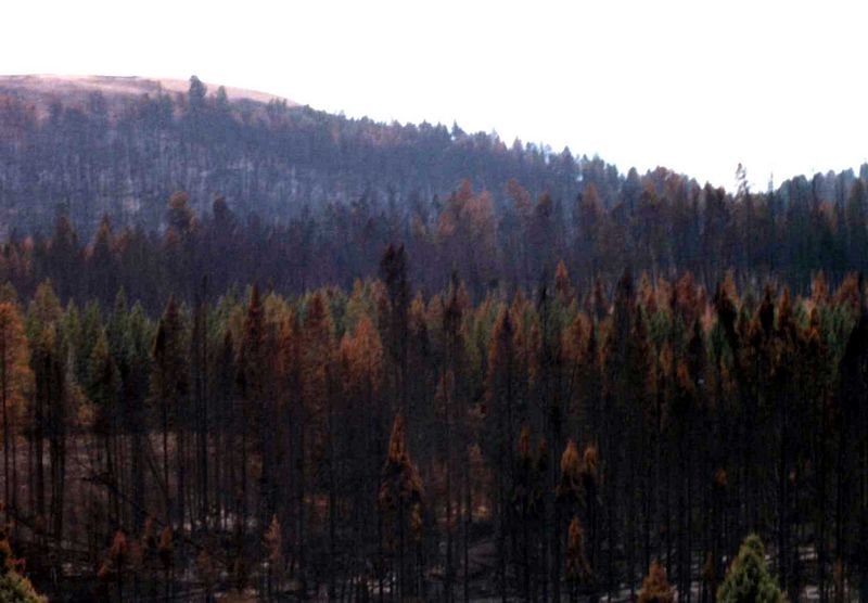 yellowfirea013a800.jpg