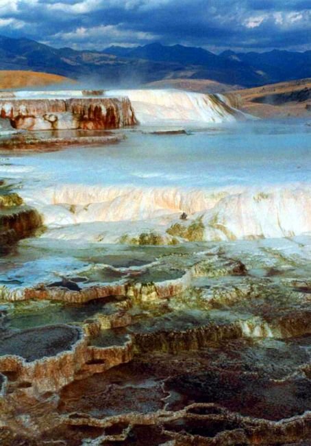 yellowmhsminervaterra012a800.jpg