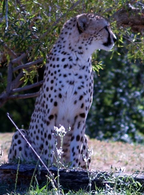 cheetah.jpg