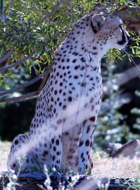 cheetah2.jpg