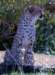 cheetah_small.jpg