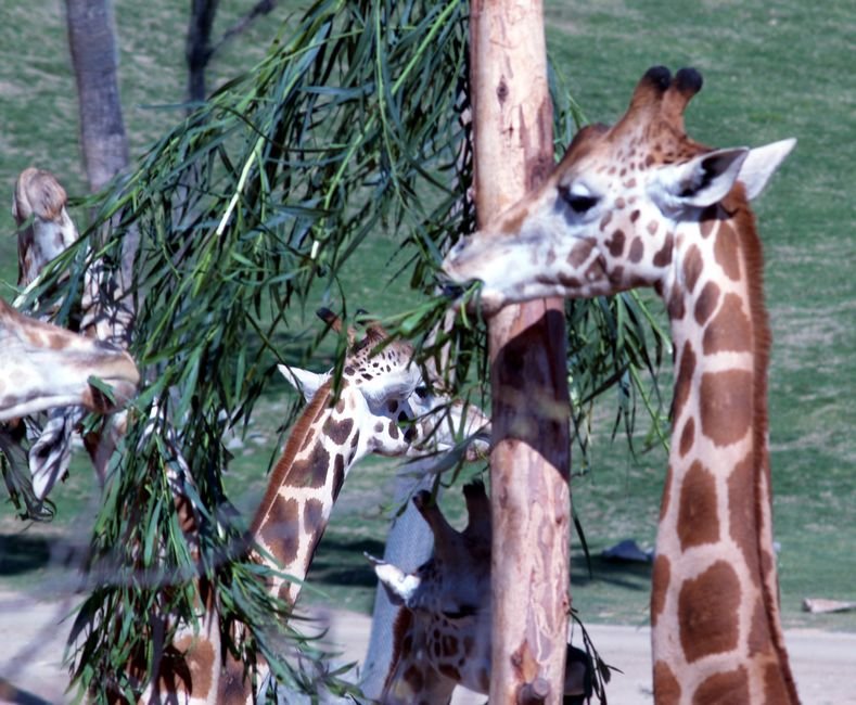 giraffe.jpg