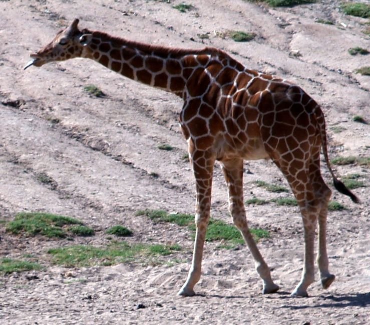 giraffe3.jpg