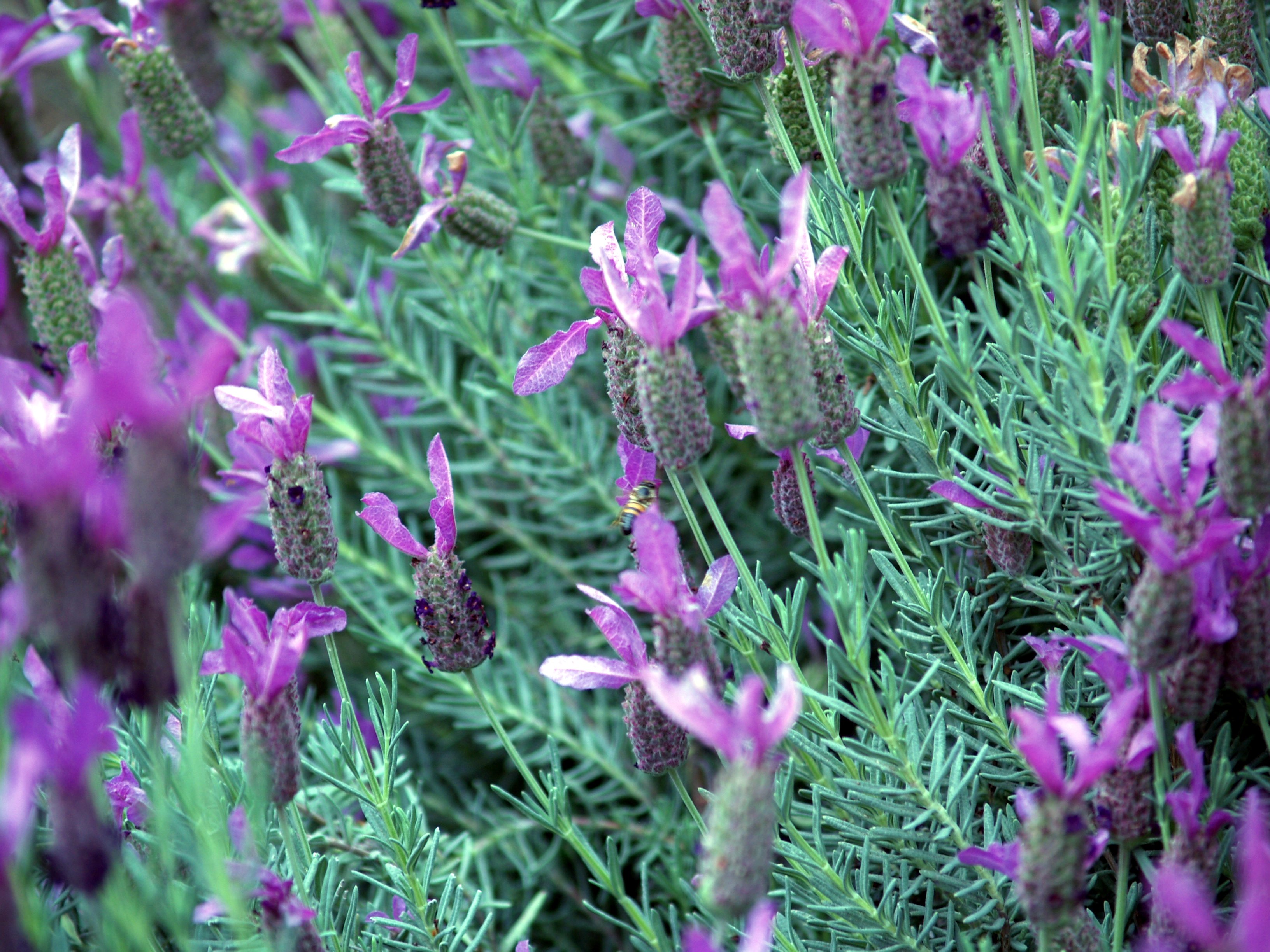 greatpurpleflowers22.jpg