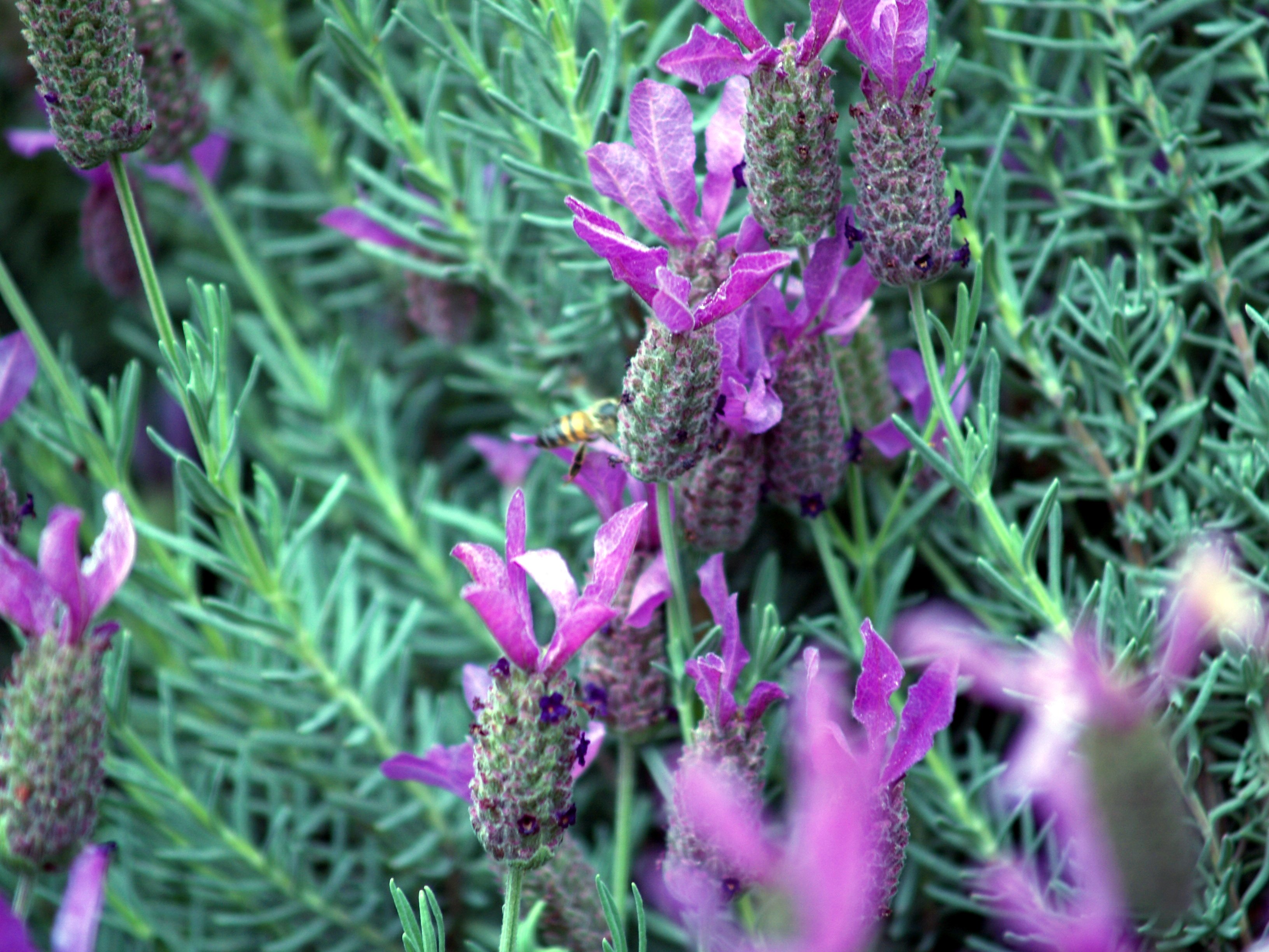 greatpurpleflowers3.jpg