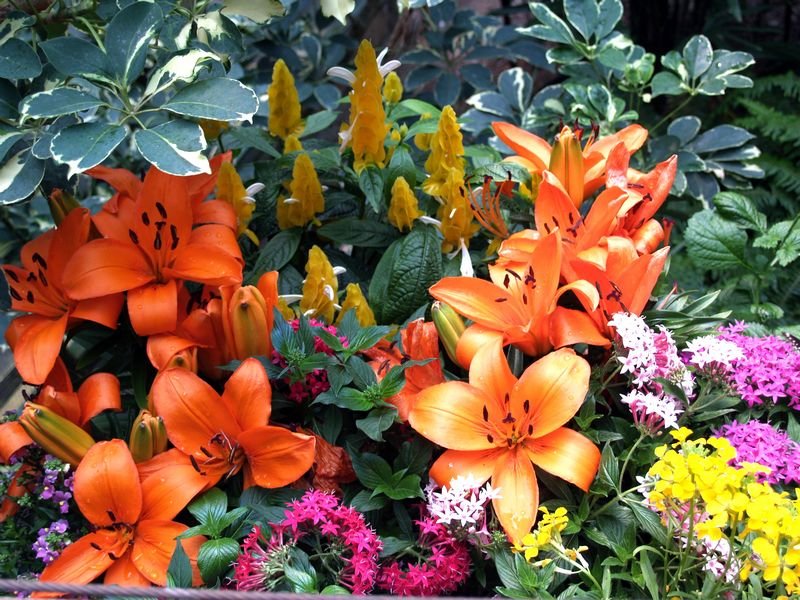 lilies.jpg