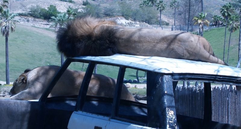 lion2.jpg
