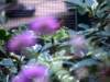 photo346_small.jpg