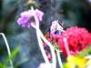 photo349_small.jpg