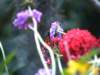 photo351_small.jpg