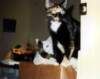cats016_filtered_small.jpg